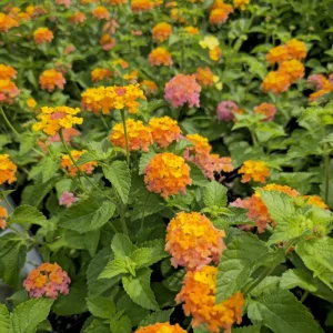Lantana Miss Huff Live Plant - Cold Hardy, 5-9 inch, Pack of 2 - Image 4