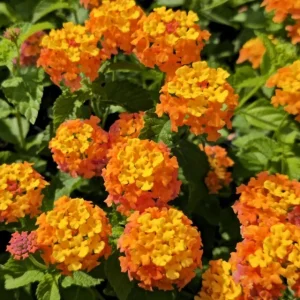 Lantana Miss Huff Live Plant - Cold Hardy, 5-9 inch, Pack of 2 - Image 5
