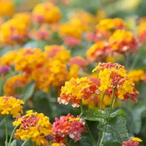 Lantana Miss Huff Live Plant - Cold Hardy, 5-9 inch, Pack of 2 - Image 6