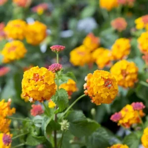 Lantana Miss Huff Live Plant - Cold Hardy, 5-9 inch, Pack of 2 - Image 7