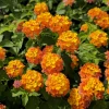 Lantana Miss Huff Live Plant - Cold Hardy, 5-9 inch, Pack of 2 - Image 1