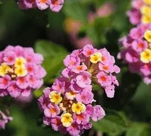 Lantana Miss Huff Pink Live Plant, 5-9 in, Pack of 2, Cold Hardy Zone 7-11, Outdoor - Image 3