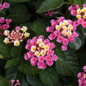 Lantana Miss Huff Pink Live Plant, 5-9 in, Pack of 2, Cold Hardy Zone 7-11, Outdoor - Image 4