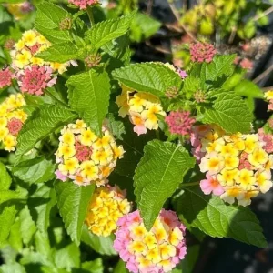 Lantana Miss Huff Pink Live Plant, 5-9 in, Pack of 2, Cold Hardy Zone 7-11, Outdoor - Image 5