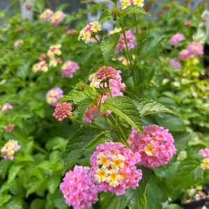 Lantana Miss Huff Pink Live Plants, 5-9 in, Pack of 2, Cold Hardy, Zone 7-11 Outdoor - Image 2