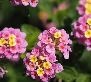 Lantana Miss Huff Pink Live Plants, 5-9 in, Pack of 2, Cold Hardy, Zone 7-11 Outdoor - Image 3