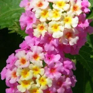 Lantana Miss Huff Pink Live Plants, 5-9 in, Pack of 2, Cold Hardy, Zone 7-11 Outdoor - Image 1