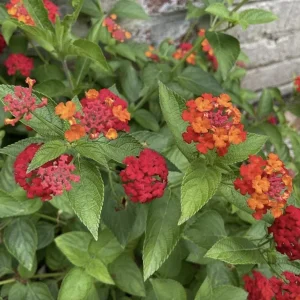 Lantana "Red Spread" Live Plants - Pack of 3, 4-6 Inches Tall, Red Blooms, Outdoor - Image 2
