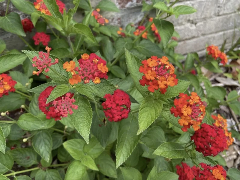 Lantana "Red Spread" Live Plants - Pack of 3, 4-6 Inches Tall, Red Blooms, Outdoor - Image 2