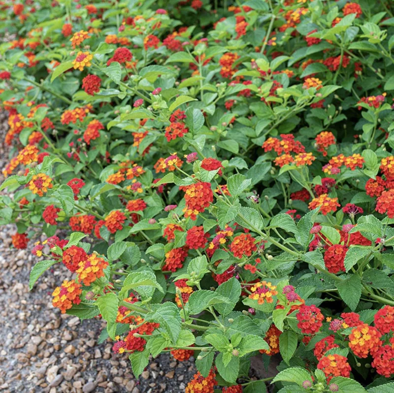 Lantana "Red Spread" Live Plants - Pack of 3, 4-6 Inches Tall, Red Blooms, Outdoor - Image 3