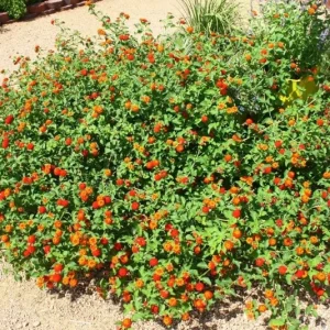 Lantana