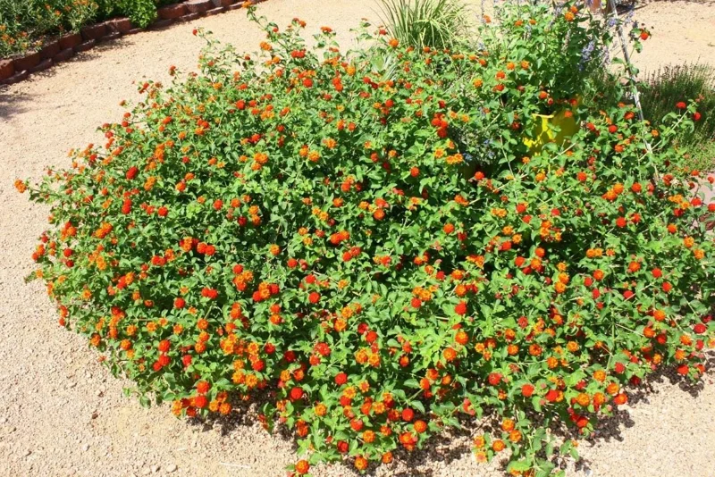 Lantana "Red Spread" Live Plants - Pack of 3, 4-6 Inches Tall, Red Blooms, Outdoor - Image 4