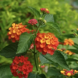 Lantana
