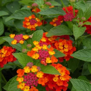 Lantana