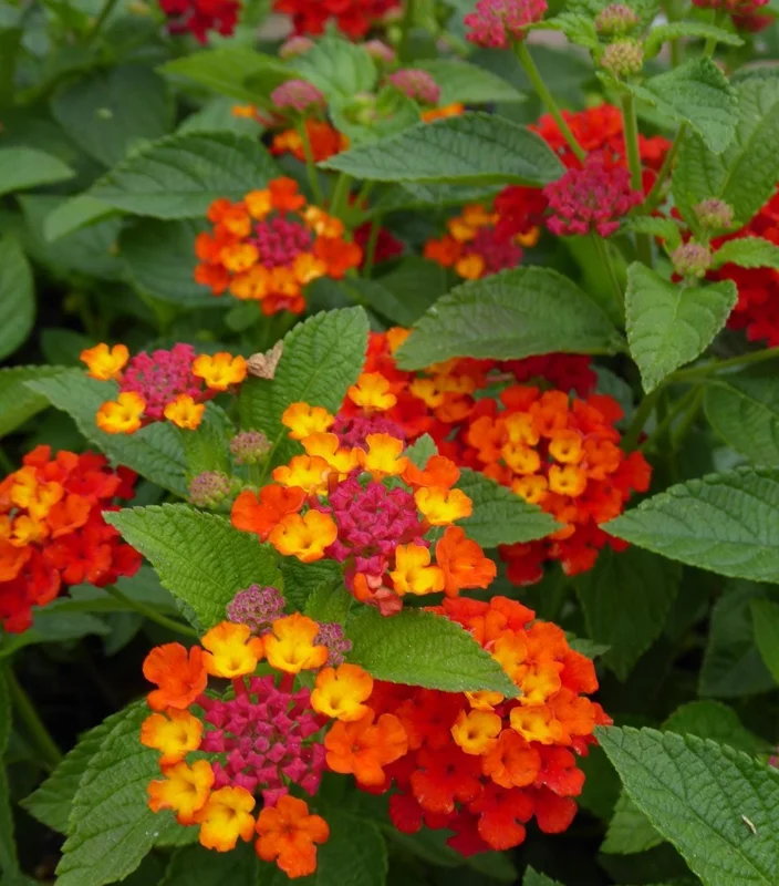 Lantana "Red Spread" Live Plants - Pack of 3, 4-6 Inches Tall, Red Blooms, Outdoor - Image 6