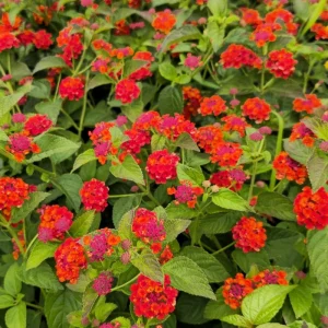 Lantana "Red Spread" Live Plants - Pack of 3, 4-6 Inches Tall, Red Blooms, Outdoor - Image 1