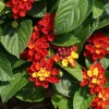 Lantana Salsa Live Plant Pack of 3 - Red Orange Yellow Flowers 4-6" Tall - Image 1