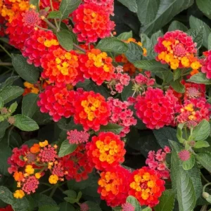 Lantana Salsa Live Plant Pack of 3 - Red Orange Yellow Flowers 4-6" Tall - Image 2