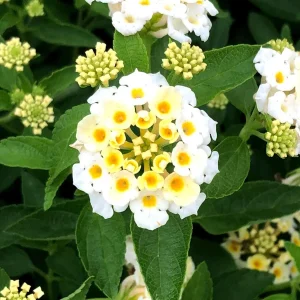 Lantana 'Silver Mound' Live Plants, White Blooms, 5-9 inches tall (2-Pack) - Image 2