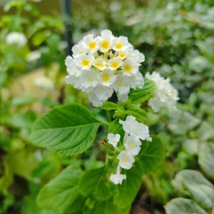 Lantana 'Silver Mound' Live Plants, White Blooms, 5-9 inches tall (2-Pack) - Image 4