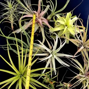 Large Air Plant Mix Live Plants - Set of 5 Easy Care Tillandsia - Image 2