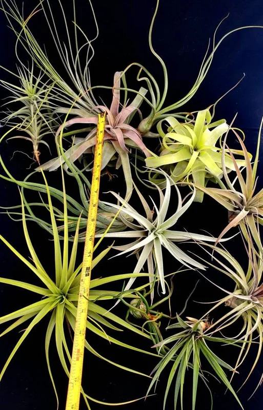 Large Air Plant Mix Live Plants - Set of 5 Easy Care Tillandsia - Image 2