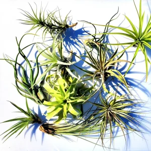 Large Air Plant Mix Live Plants - Set of 5 Easy Care Tillandsia - Image 3