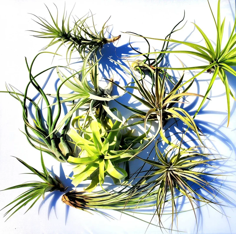 Large Air Plant Mix Live Plants - Set of 5 Easy Care Tillandsia - Image 3