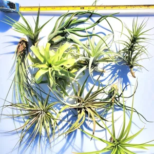 Large Air Plant Mix Live Plants - Set of 5 Easy Care Tillandsia - Image 4