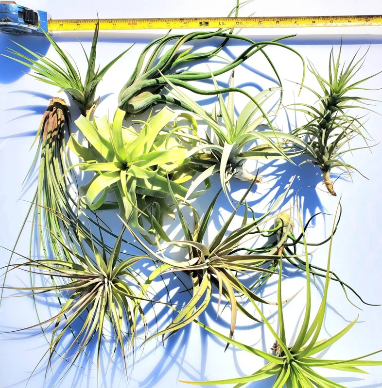 Large Air Plant Mix Live Plants - Set of 5 Easy Care Tillandsia - Image 4