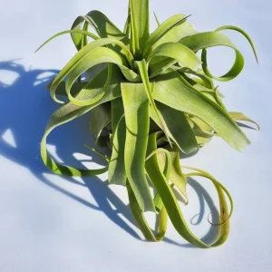 Large Air Plant Mix Live Plants - Set of 5 Easy Care Tillandsia - Image 5