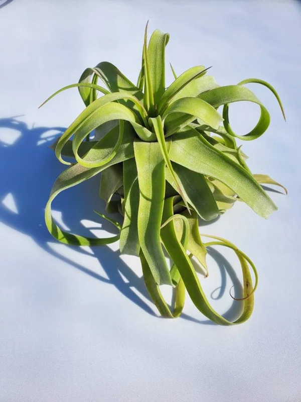 Large Air Plant Mix Live Plants - Set of 5 Easy Care Tillandsia - Image 5