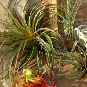 Large Air Plant Mix Live Plants - Set of 5 Easy Care Tillandsia - Image 6