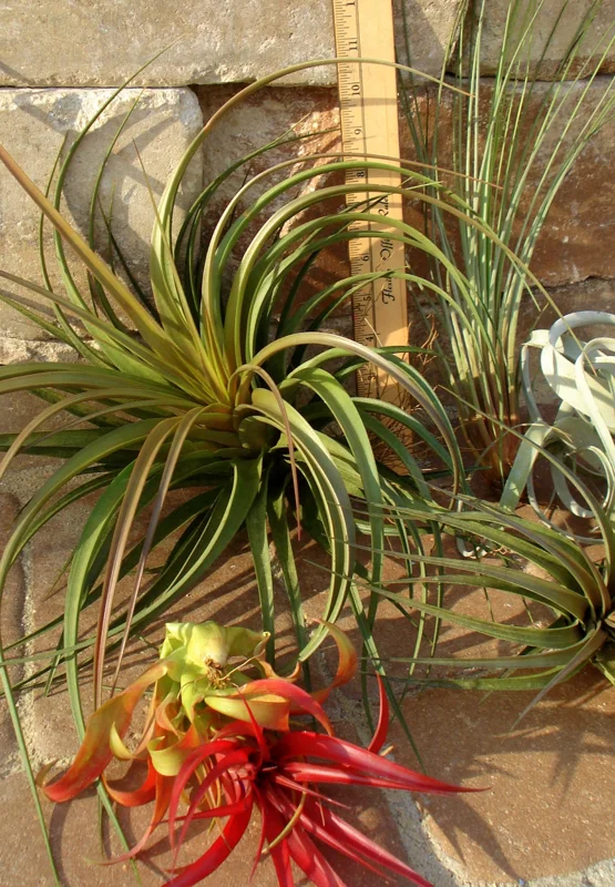 Large Air Plant Mix Live Plants - Set of 5 Easy Care Tillandsia - Image 6