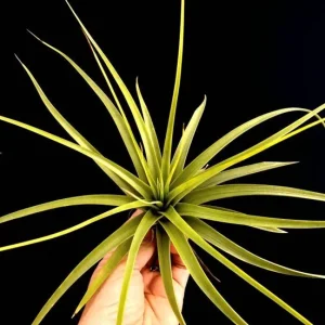 Large Air Plant Mix Live Plants - Set of 5 Easy Care Tillandsia - Image 7