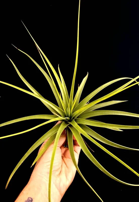 Large Air Plant Mix Live Plants - Set of 5 Easy Care Tillandsia - Image 7