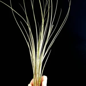 Large Air Plant Mix Live Plants - Set of 5 Easy Care Tillandsia - Image 8