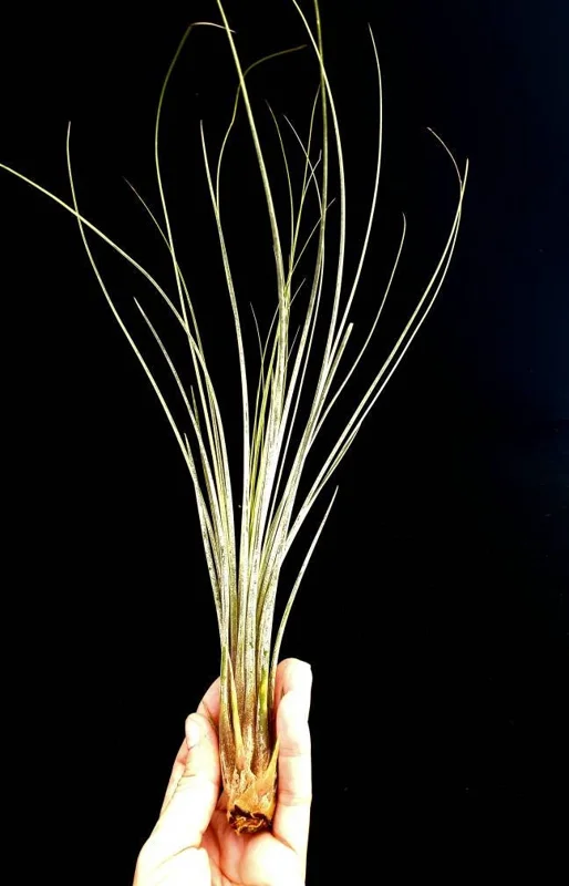 Large Air Plant Mix Live Plants - Set of 5 Easy Care Tillandsia - Image 8