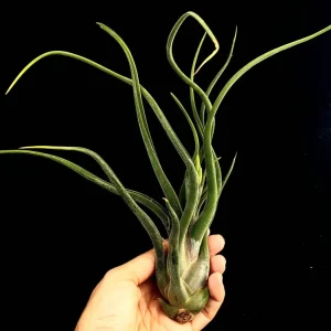 Large Air Plant Mix Live Plants - Set of 5 Easy Care Tillandsia - Image 9