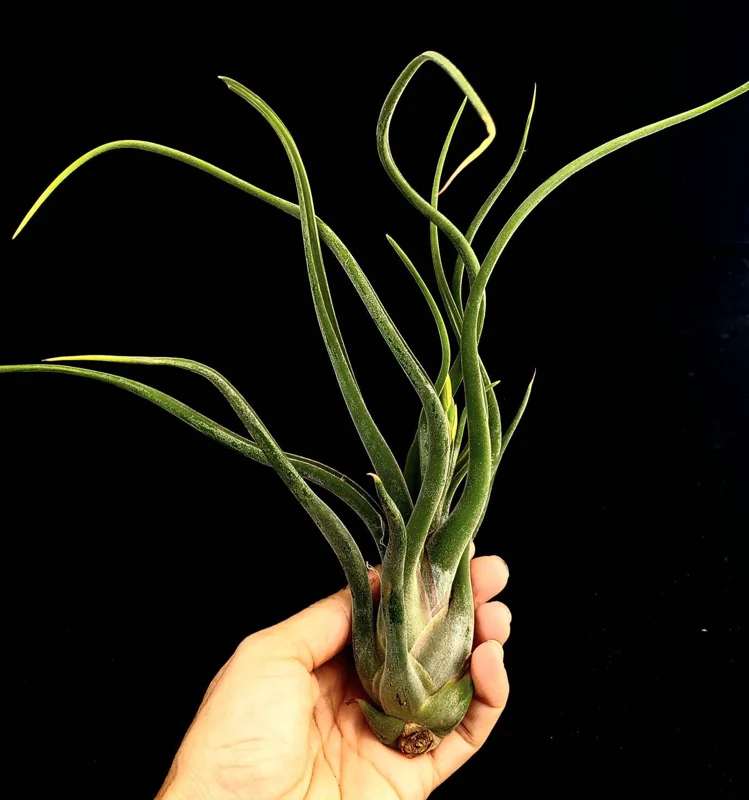 Large Air Plant Mix Live Plants - Set of 5 Easy Care Tillandsia - Image 9