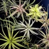 Large Air Plant Mix Live Plants - Set of 5 Easy Care Tillandsia - Image 1