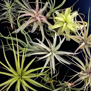 Large Air Plant Mix Live Plants - Set of 5 Easy Care Tillandsia - Image 1