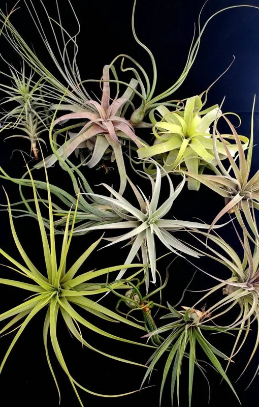 Large Air Plant Mix Live Plants - Set of 5 Easy Care Tillandsia - Image 1