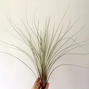 Large Juncea Air Plant Live Tillandsia - 12-18 inch Indoor/Outdoor Decor - Image 2
