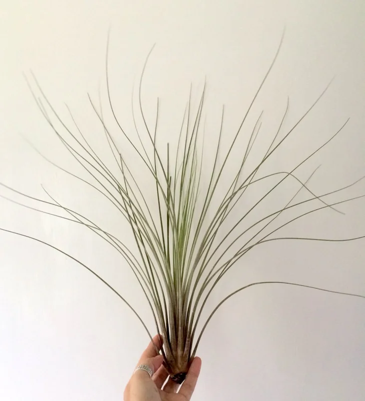 Large Juncea Air Plant Live Tillandsia - 12-18 inch Indoor/Outdoor Decor - Image 2