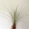 Large Juncea Air Plant Live Tillandsia - 12-18 inch Indoor/Outdoor Decor - Image 1