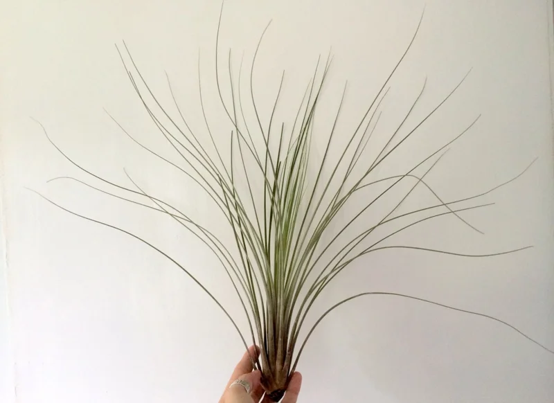 Large Juncea Air Plant Live Tillandsia - 12-18 inch Indoor/Outdoor Decor - Image 1