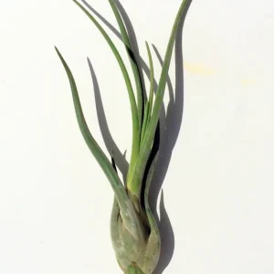 Large Medusa Air Plant – Live Tillandsia – Indoor Air Plant – Unique - Image 2