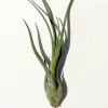 Large Medusa Air Plant – Live Tillandsia – Indoor Air Plant – Unique - Image 1