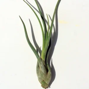 Large Medusa Air Plant – Live Tillandsia – Indoor Air Plant – Unique - Image 1